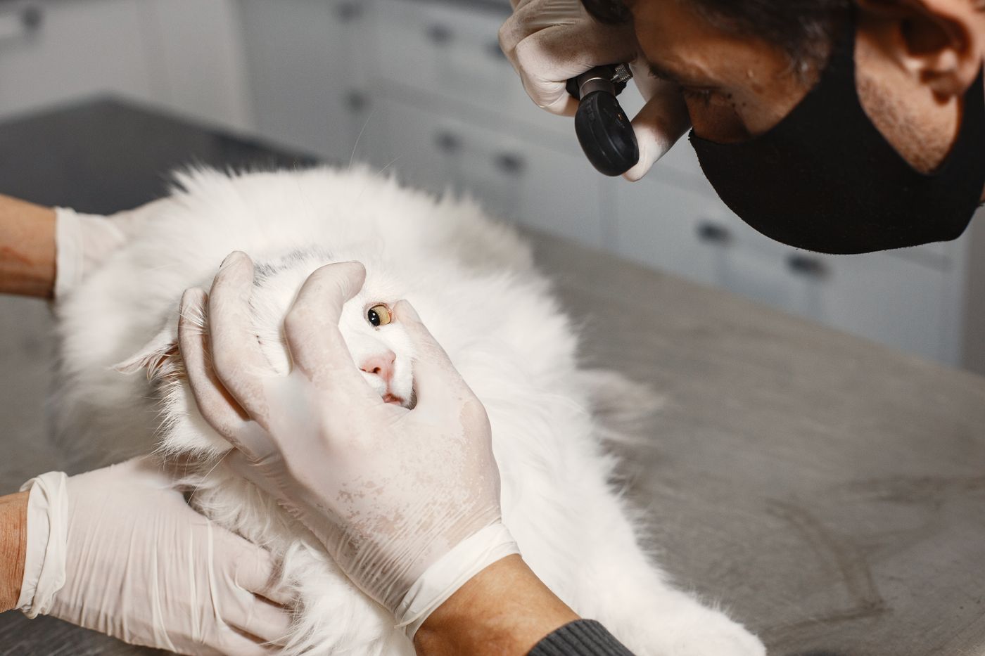 Veterinario revisando a un gato