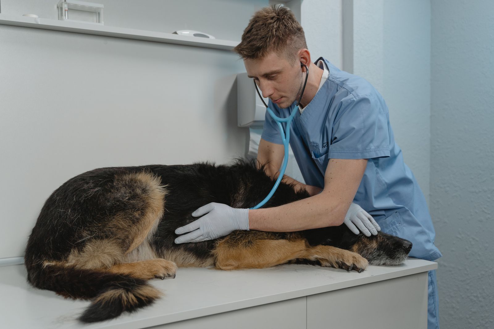 Veterinario atendiendo a un perro